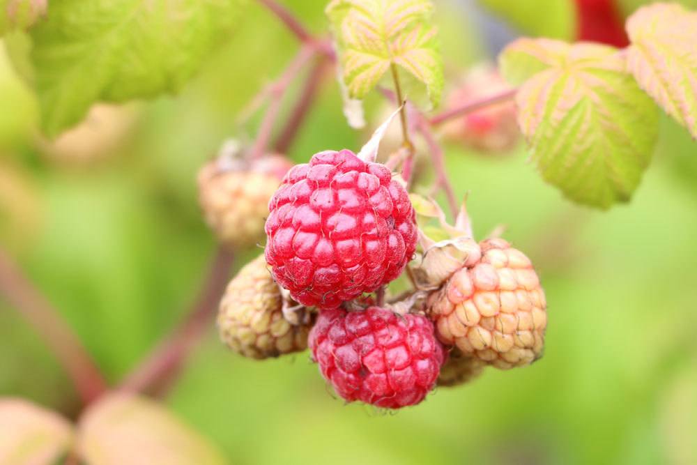 Himbeeren, Rubus idaeus mit Früchten