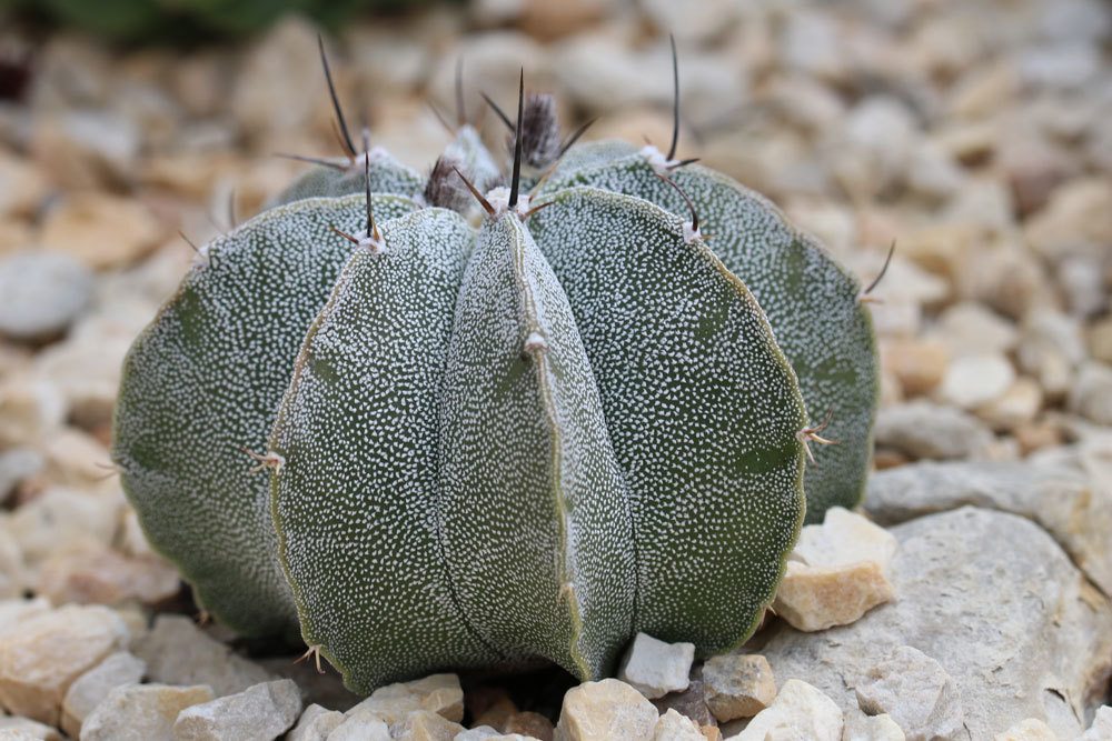 Bischofsmütze Kaktus, Astrophytum myriostigma