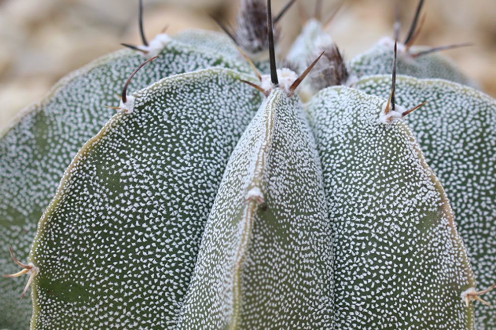 Bischofsmütze Kaktus, Astrophytum myriostigma stammt aus Mexiko