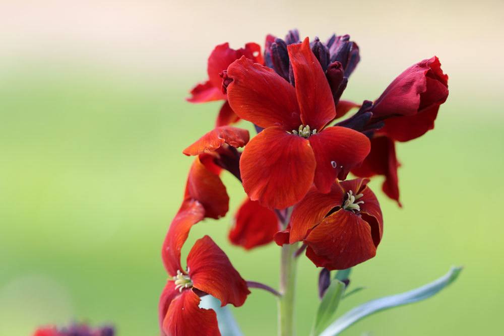 Goldlack Blume, Erysimum cheiri mit roter Blütenfarbe