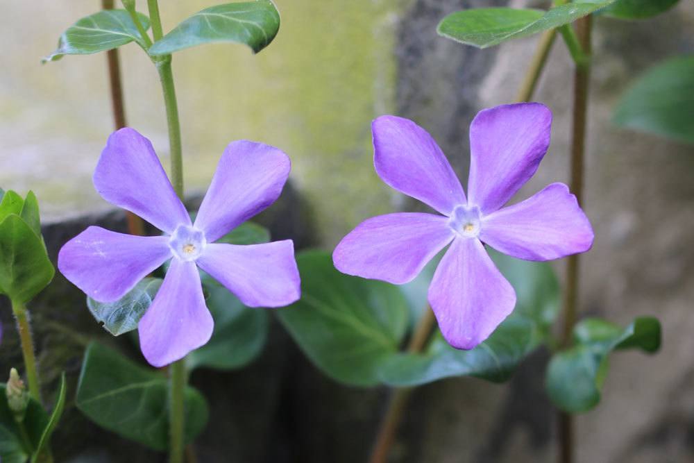 Vinca Major mit blauvioletten Blüten