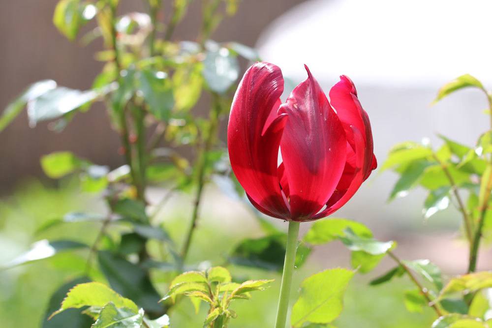 verwelkende rote Tulpe im Garten