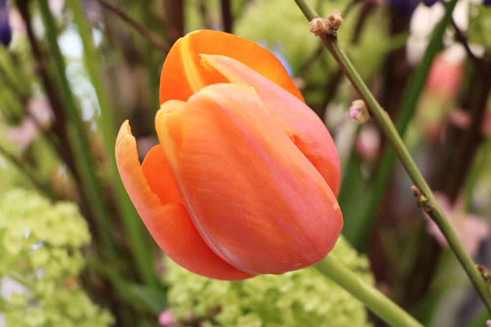 Tulpe mit voller und orange-gelber Blüte