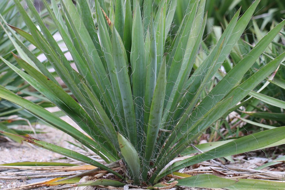 Fädige Palmlilie, Garten-Yucca ist ein Spargelgewächs