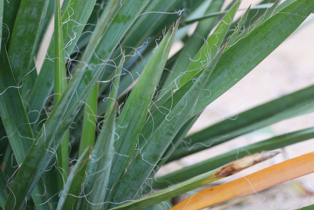Fädige Palmlilie, Garten-Yucca mit seinen schwertförmigen Blättern