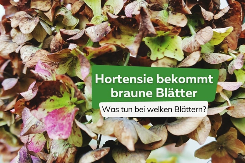 Hortensie braune Blätter Titel