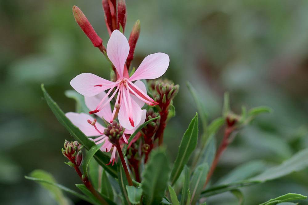 Prachtkerze mit filigraner zart-rosa Blüte