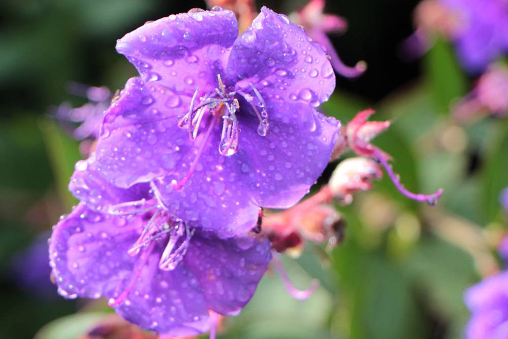 Prinzessinnenblume mit violetten Blüten, diese sind bis zu 6 Zentimeter im Durchmesser