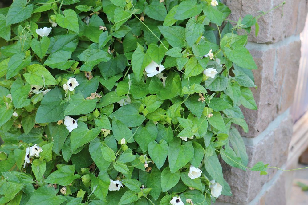 Schwarzäugige Susanne mit weißen Blüten