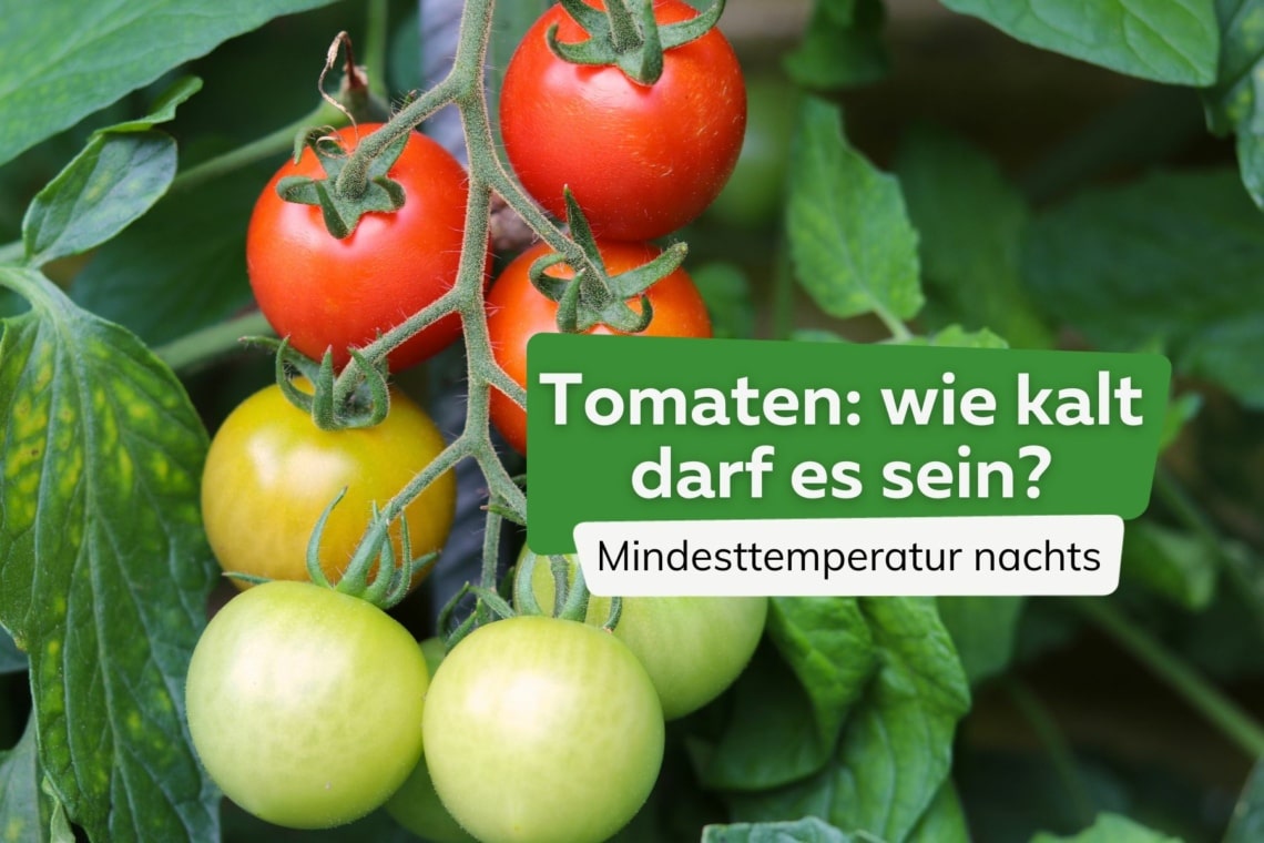 Tomaten Temperaturminimum Titel