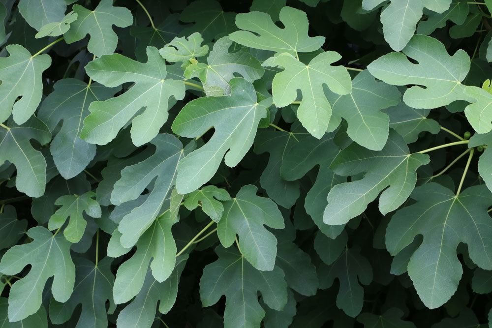 Feigenbaum mit seinen dunkelgrünen Blättern