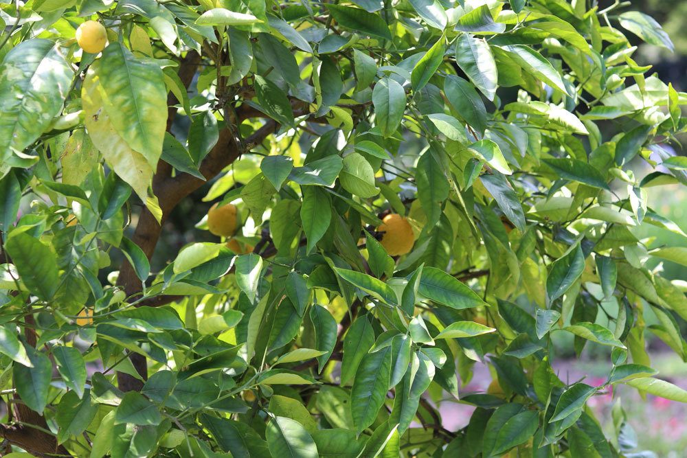 Zitronenbaum ist ein tropisches Gewächs