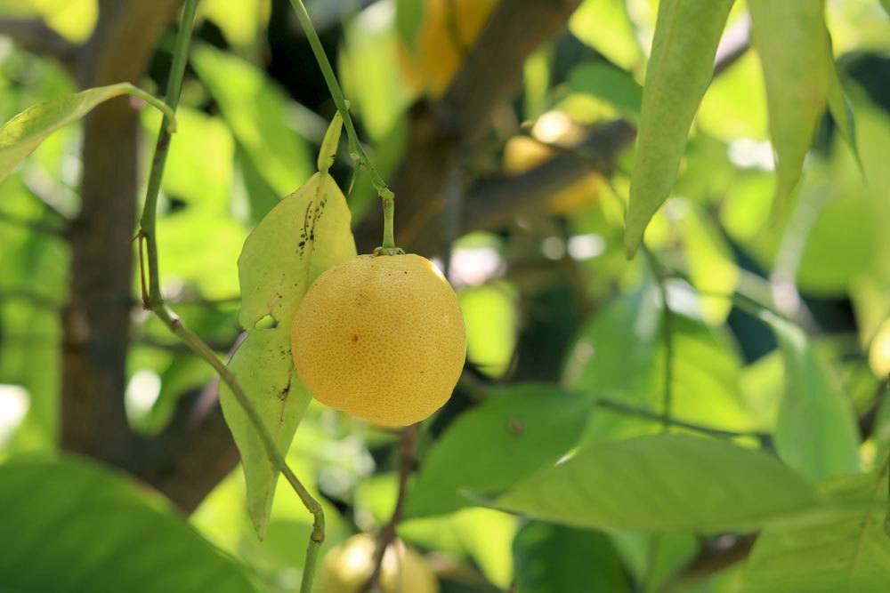 Zitronenbaum ist ein mediterranes Gewächs