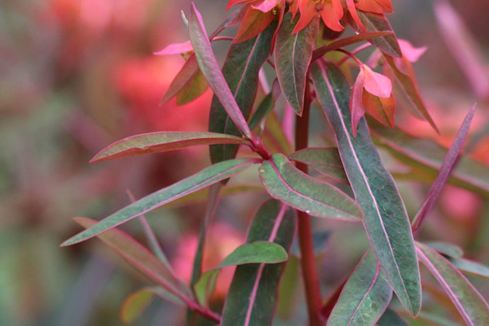 Euphorbia griffithii ist in seinen Pflanzenbestandteilen giftig