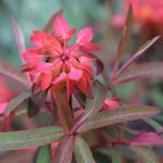Himalaja Griffiths Wolfsmilch ‚Fireglow‘ – Euphorbia griffithii