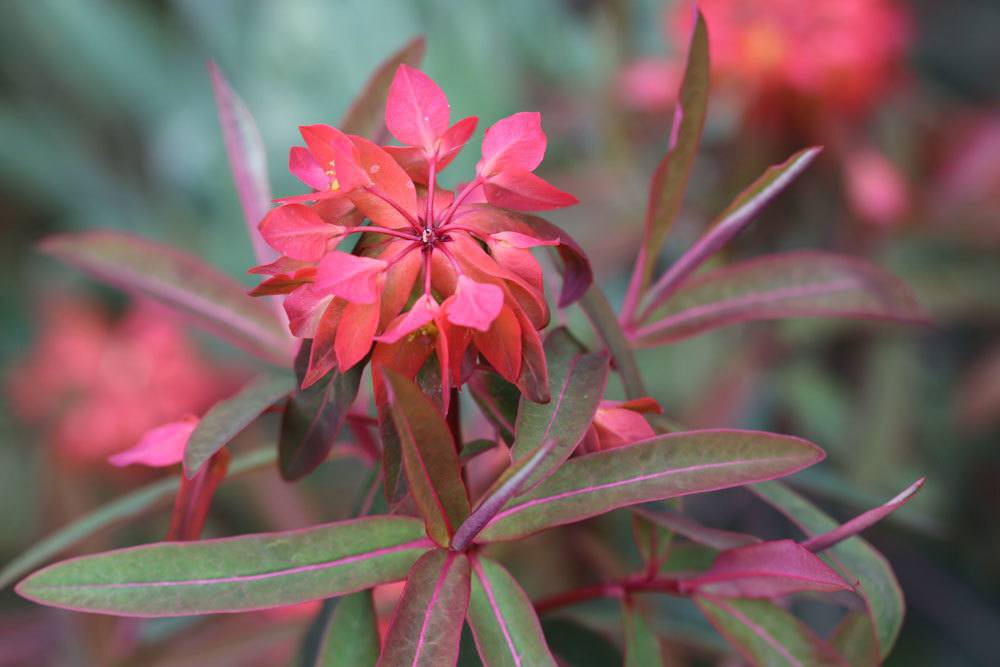 Himalaja Griffiths Wolfsmilch ‚Fireglow‘ – Euphorbia griffithii