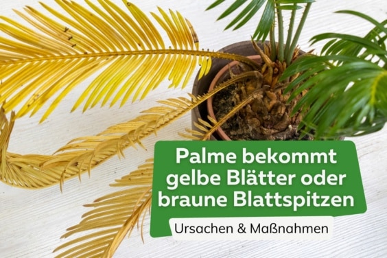 Palme bekommt gelbe Blätter Titel