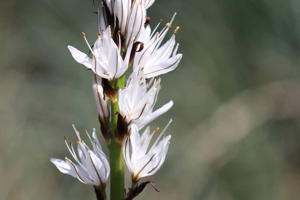 Weißer Affodill mit kleinen, weißen Blüten