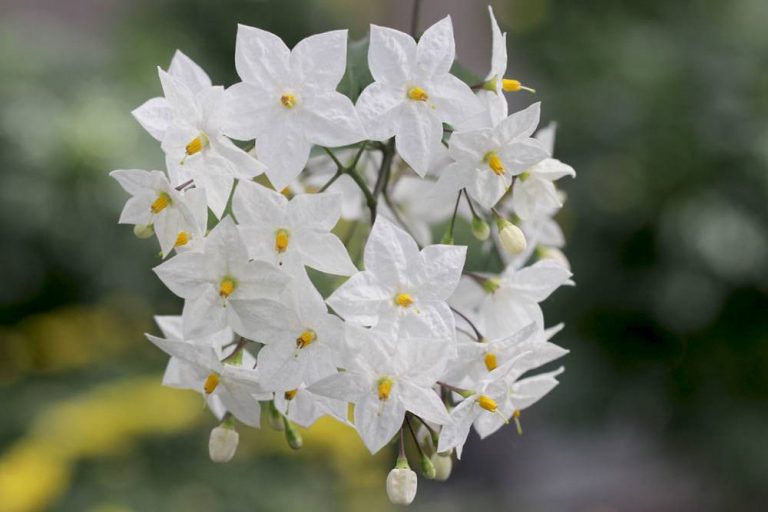 Weißer Jasmin, Sommerjasmin, Solanum laxum/Jasminoides