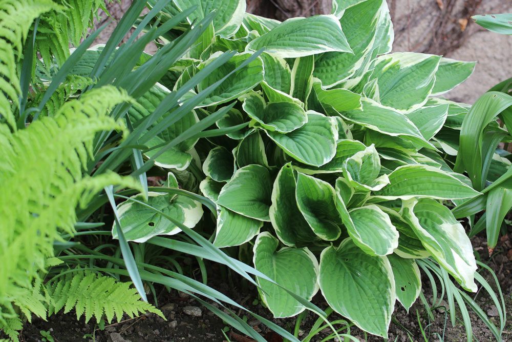 Weißrandige Graublatt Funkie ist eine dekorative Beetpflanze