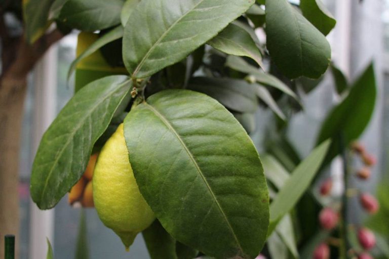 Zitronenbaum mit gelber Zitronenfrucht