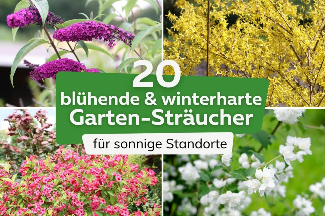 Blühende winterharte Garten-Sträucher für sonnige Standorte Titel