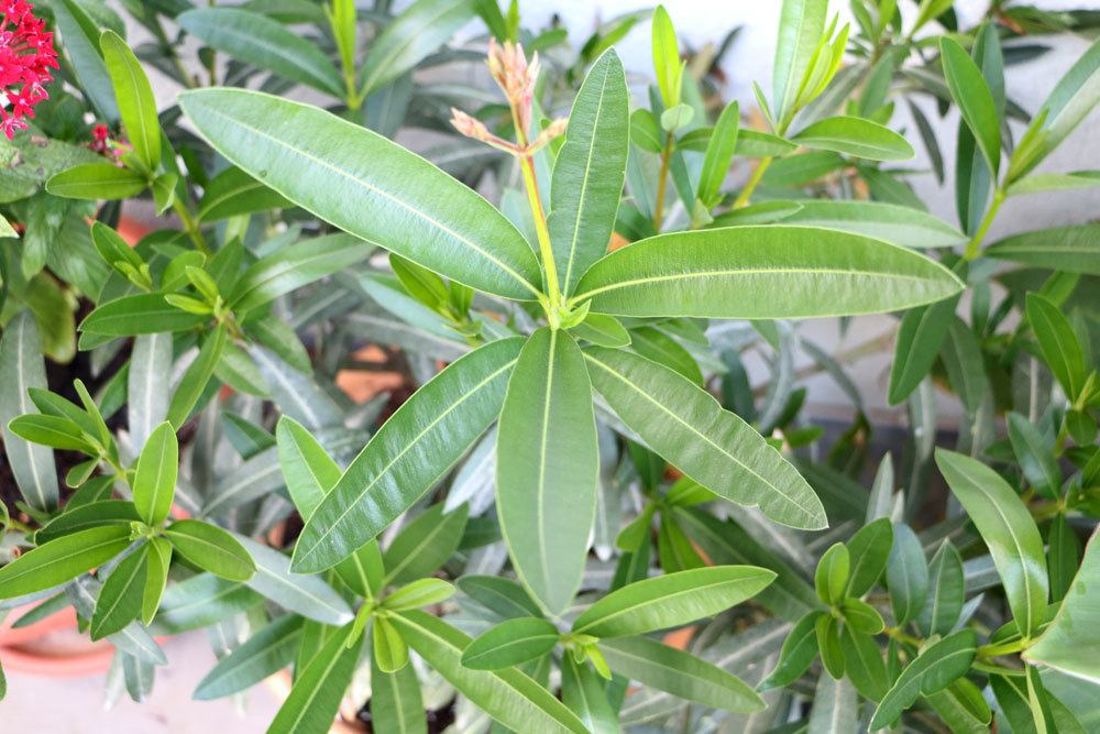 Oleander wird auch als Heilpflanze eingesetzt
