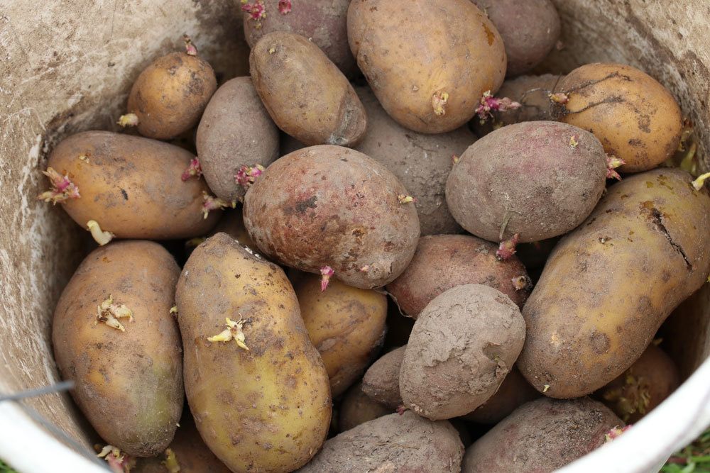Kartoffeln gibt es in vielen verschiedenen Sorten