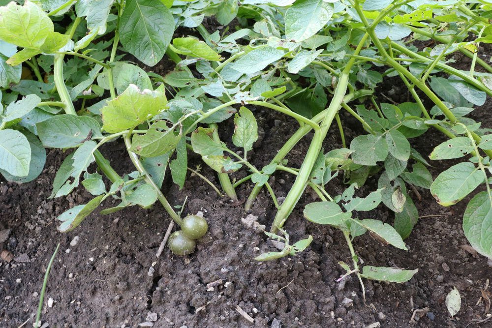 Kartoffelpflanze im Gartenbeet