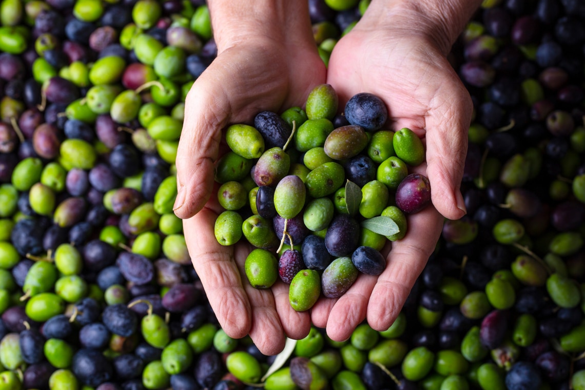 geerntete Oliven in zwei Händen