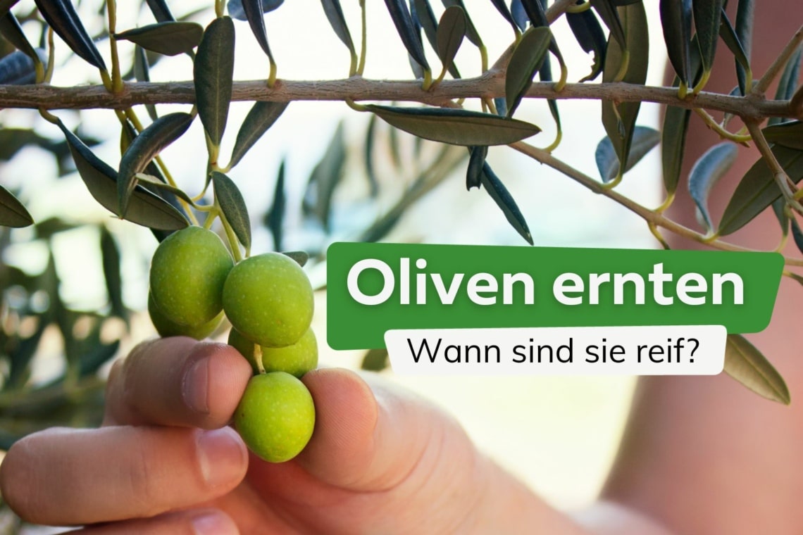 Oliven ernten Titel