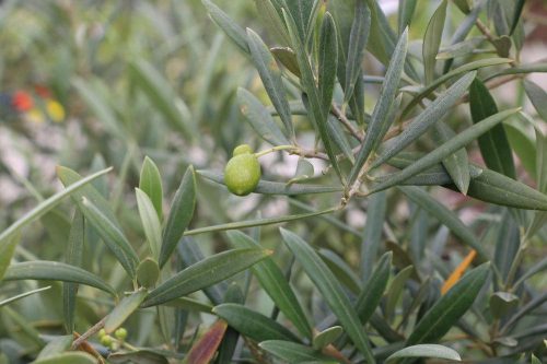 Olivenfrucht am Olivenbaum