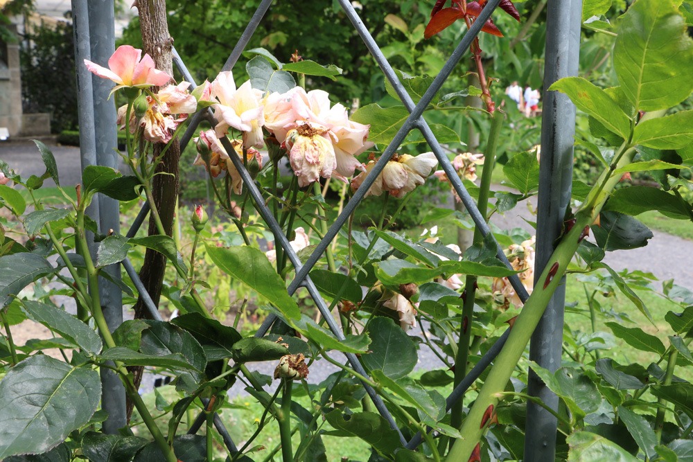 Verblühte Rosen schneiden