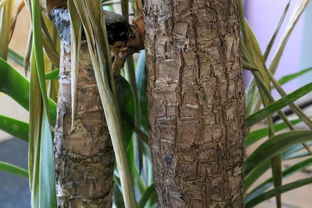 Yucca-Palme sollte bei schiefem Wachstum geschnitten werden