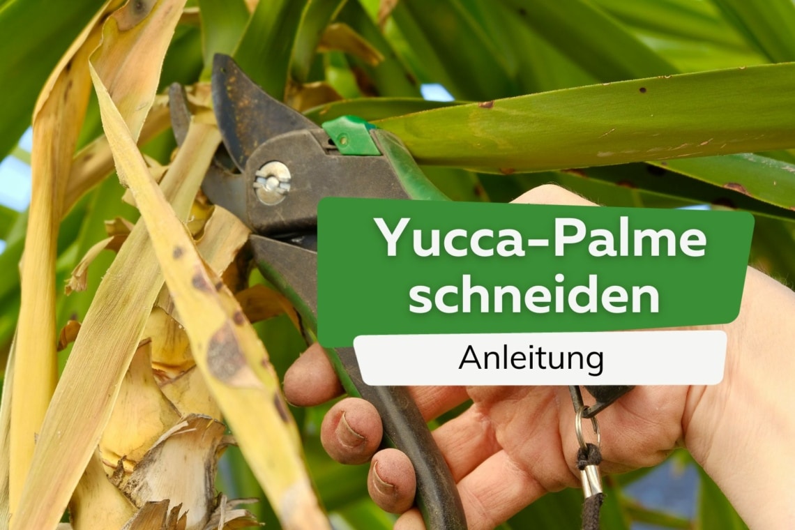 Yucca-Palme schneiden Titel