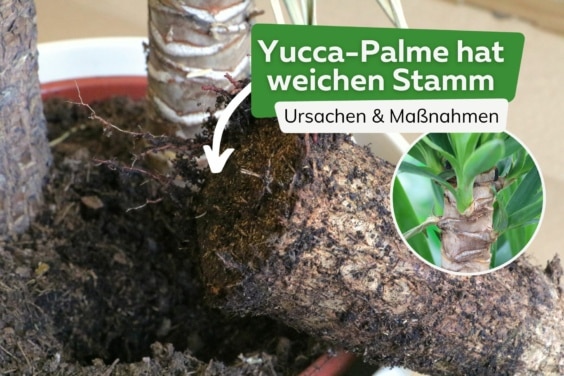 Yucca-Palme weicher Stamm Titel