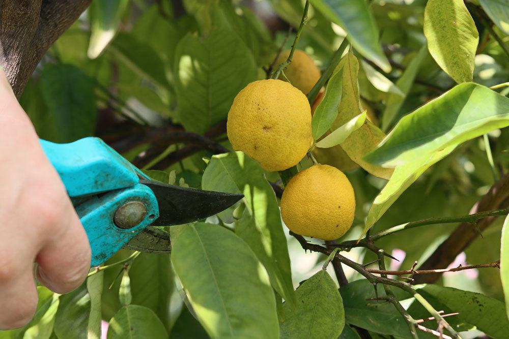 Zitronenbaum mit scharfem Werkzeug verschneiden