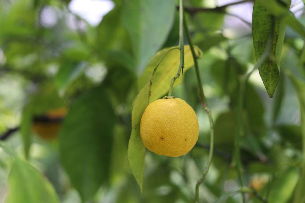 Zitronenbaum selbst züchten