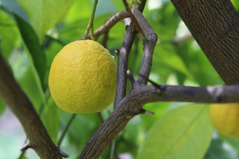 Zitronenbaum lässt sich mit etwas Geduld vermehren