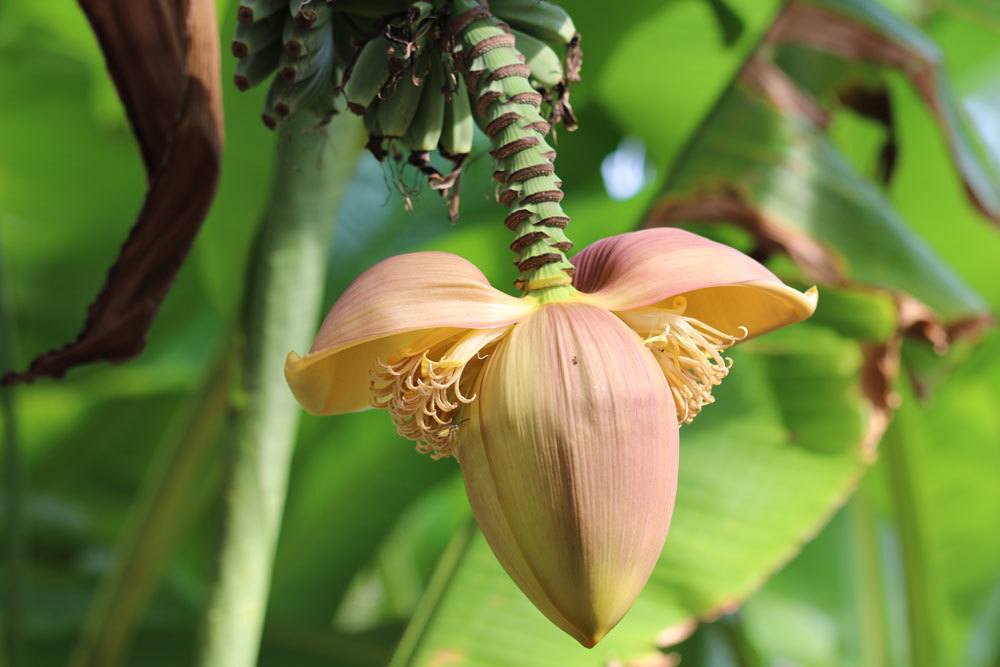 Blüte des Bananenbaums