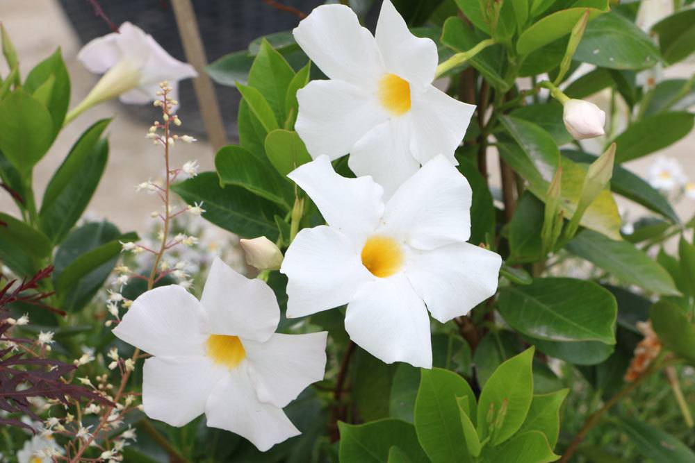 Dipladenia mit weißer Blütenfarbe