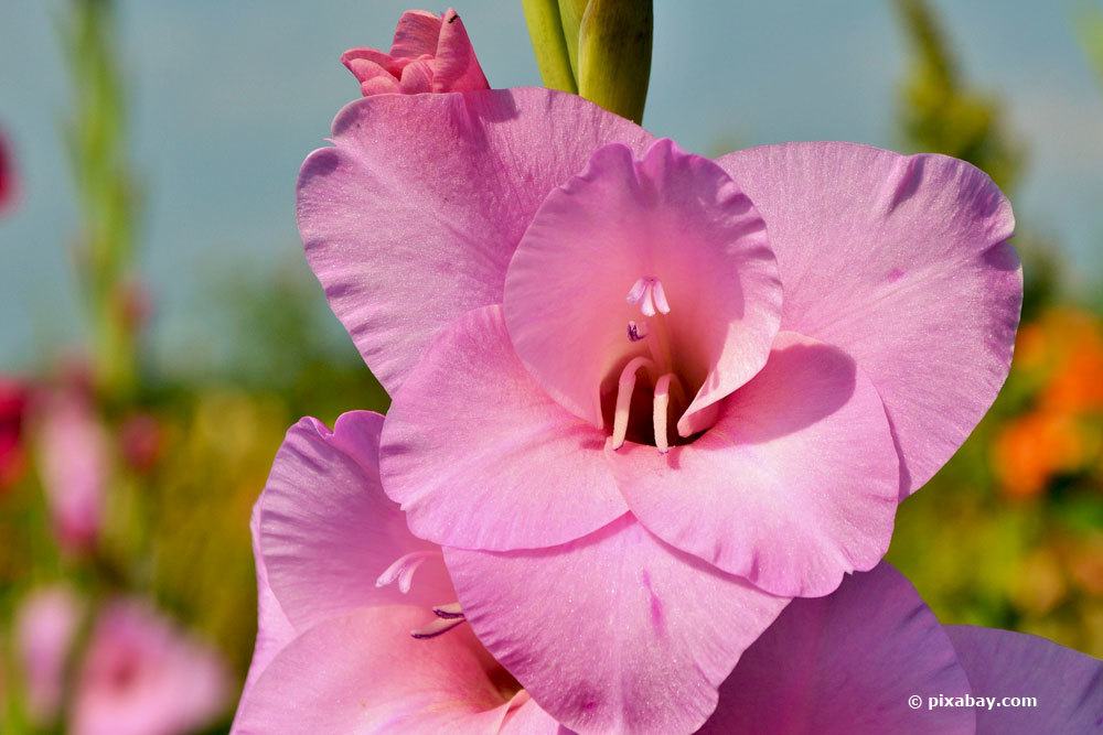 Gladiole mit rosa Blütenfarbe