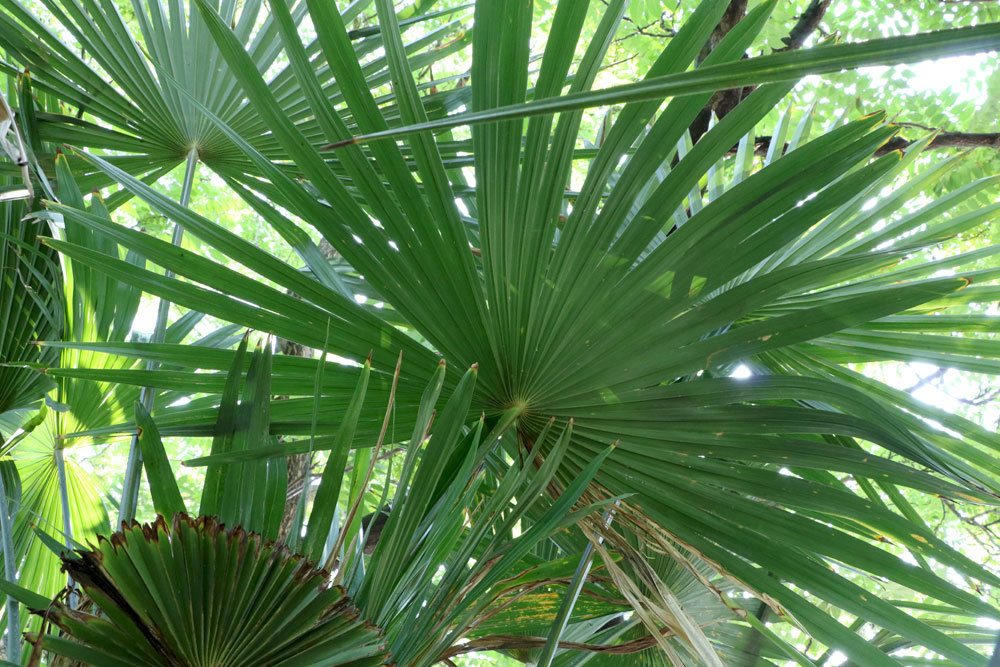 Die Blätter der Trachycarpus wagnerianus sind kleiner und fester