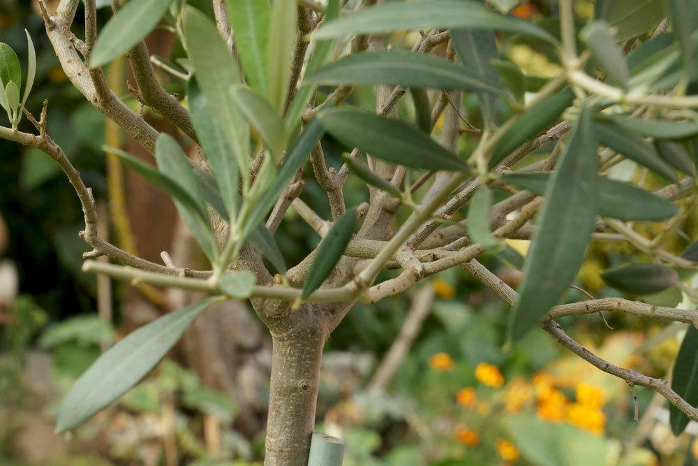 Olivenbaum ist eine mediterrane Pflanze