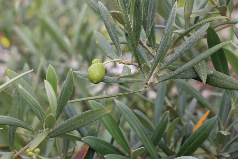 Olivenbaum eine mediterrane Pflanze für den Balkon