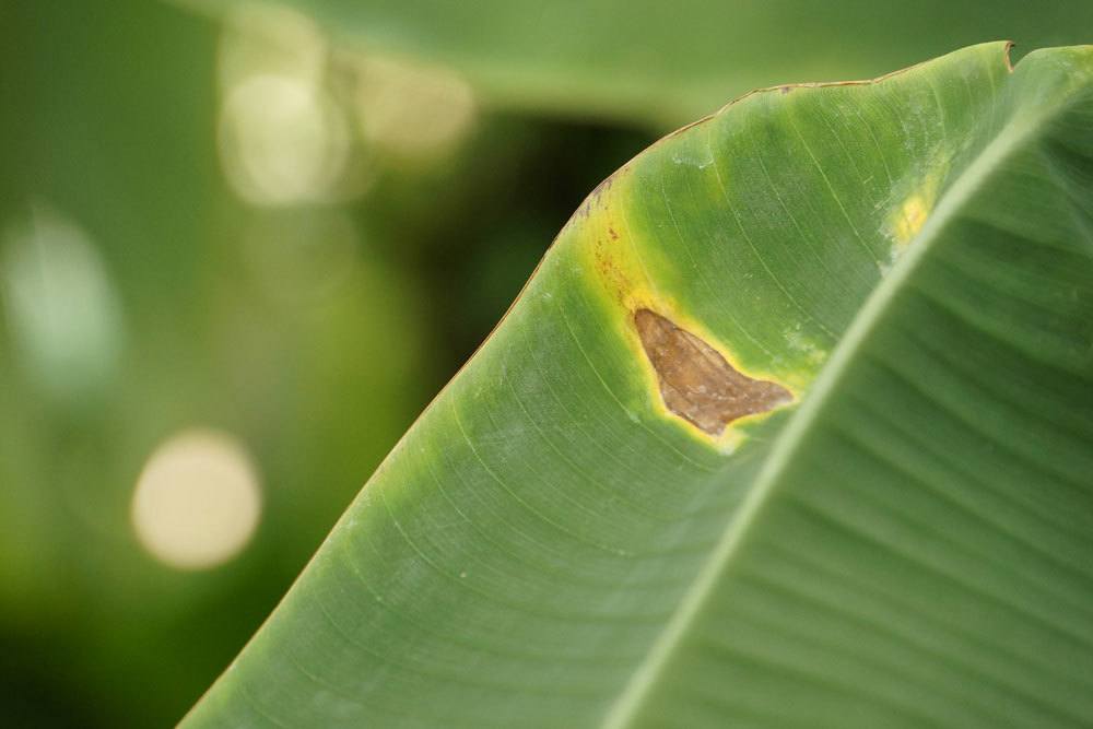 braune Blätter an Bananenpflanze kann unterschiedliche Ursachen haben