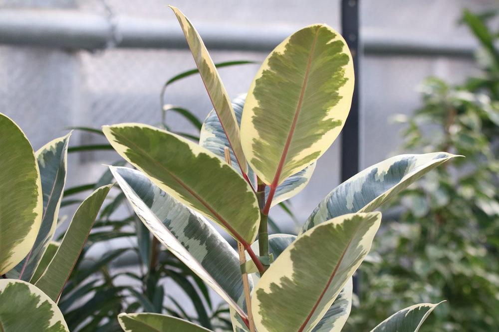 Amaryllis zimmerpflanze - Die ausgezeichnetesten Amaryllis zimmerpflanze analysiert!