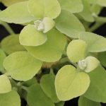 Lakritz-Strohblume, Helichrysum petiolare