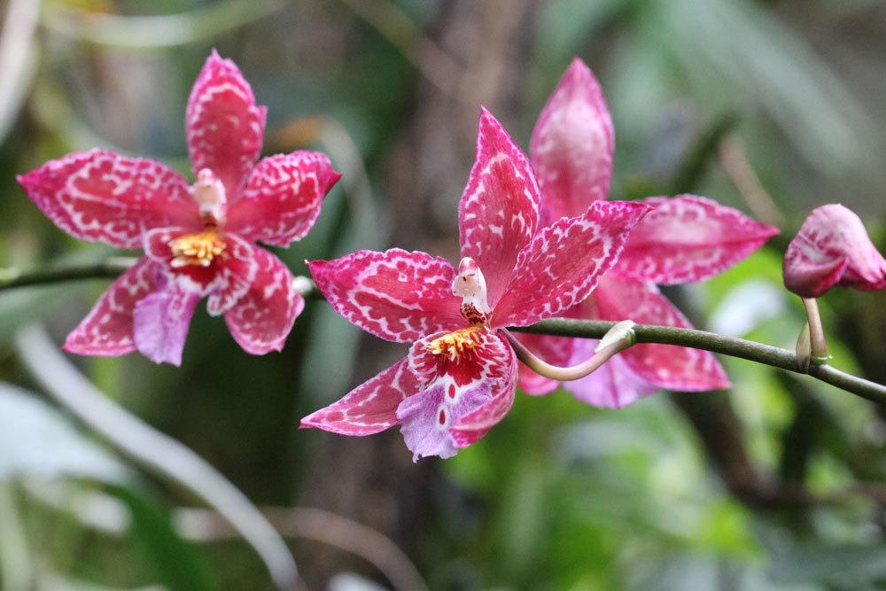 Orchidee wieder zum Blühen bringen