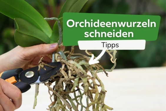Orchideenwurzeln schneiden Titel